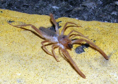 Sun Spider sun-spider
